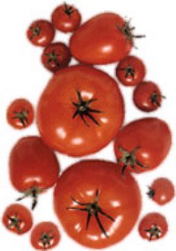 Tomato Color